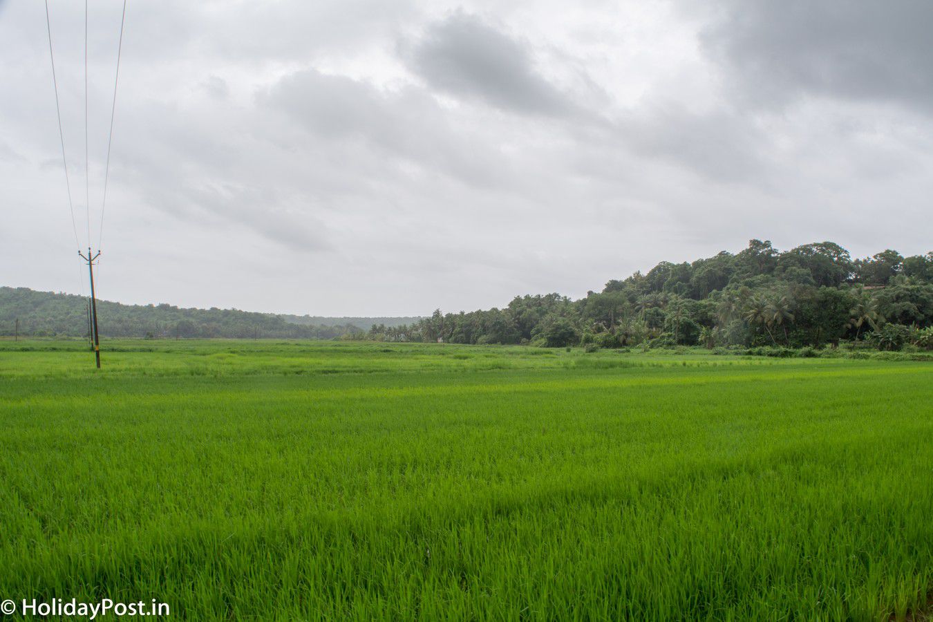 Rice Paddy Field Goa Monsoon