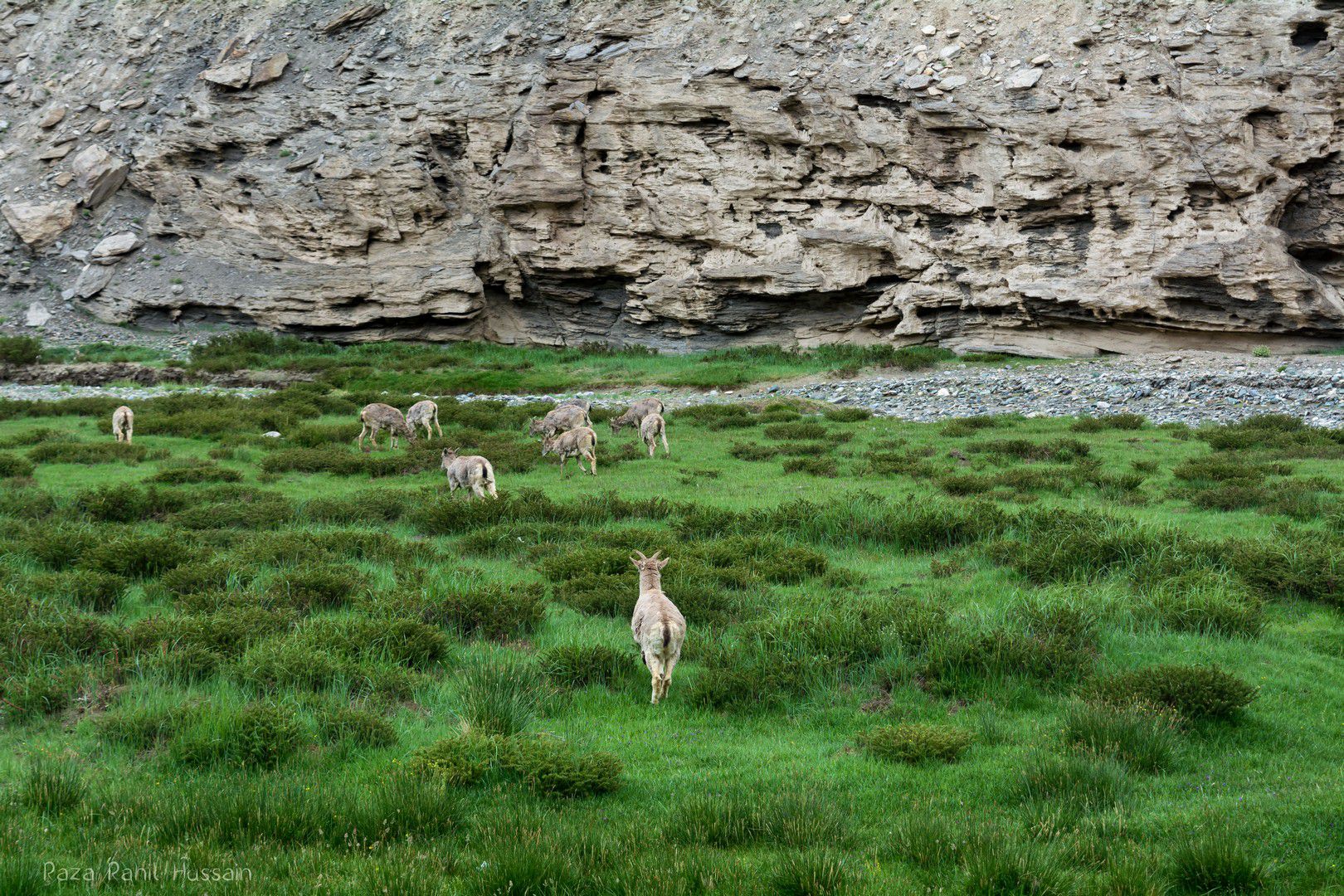 Wetlands, Pangong Tso